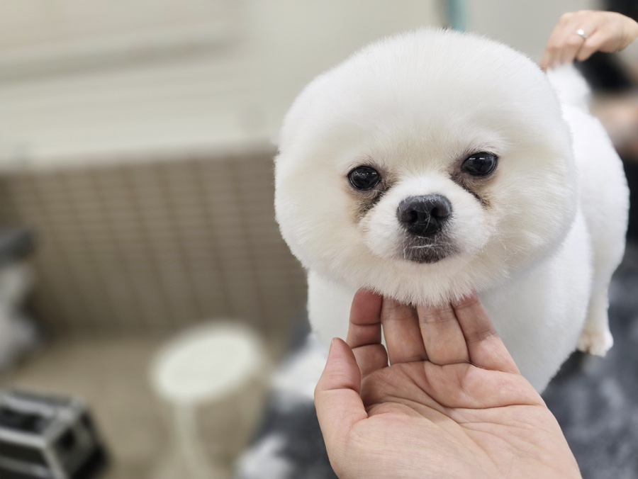 강남 애견미용학원, 4개월 과정으로 실전 실력 키우기 — 사진 4