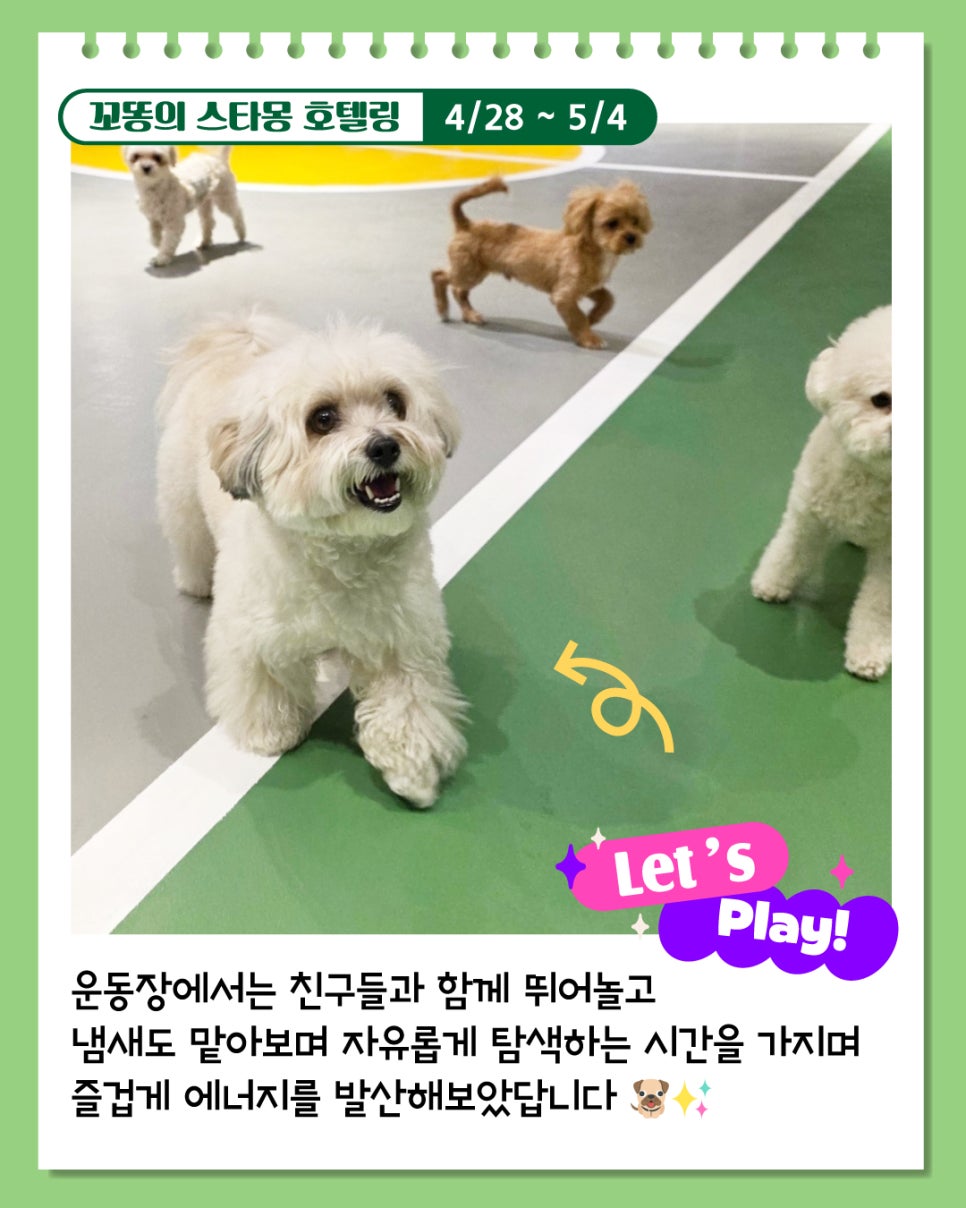 강아지 호텔링 6박 7일, 산책·미용까지 완벽 케어 후기 — 사진 5