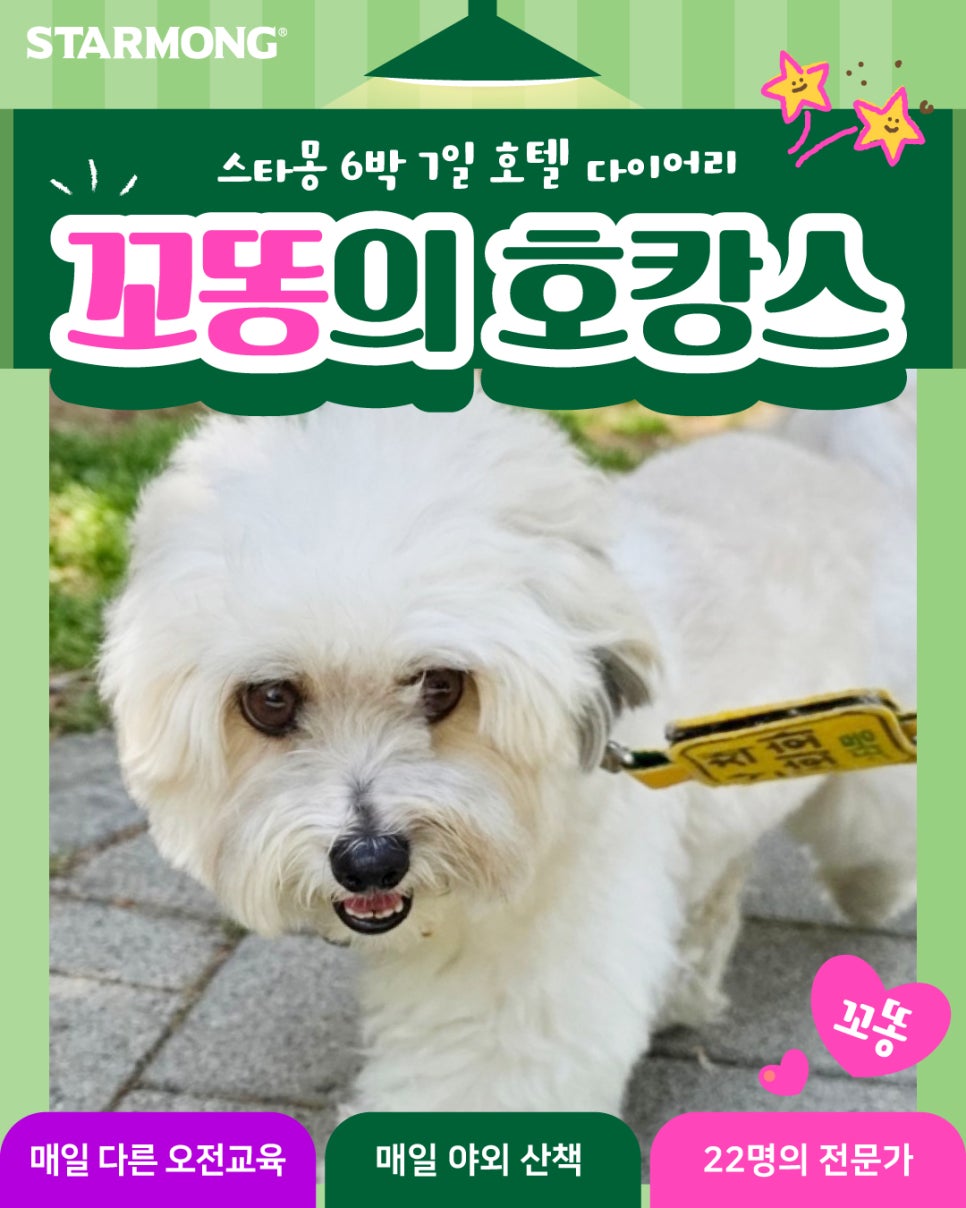 강아지 호텔링 6박 7일, 산책·미용까지 완벽 케어 후기