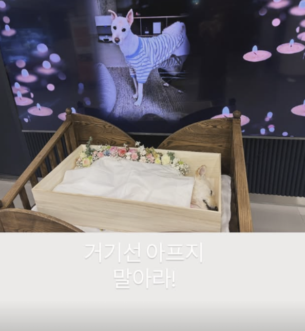 불치병 유기견 입양 김고은 발언 하나로 논란이 커졌다 이미지 4