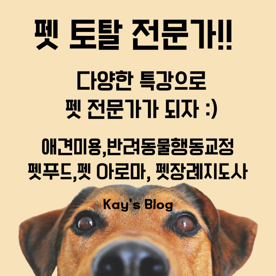 강동 애견미용 자격증, 실무 교육으로 취업까지 준비하기 — 사진 12