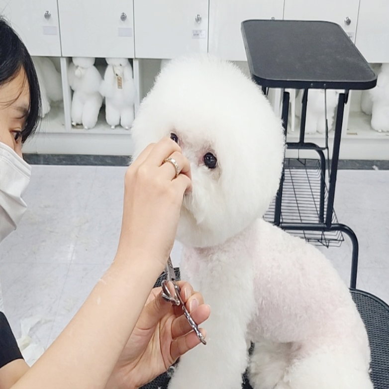 부산 강아지미용학원 국비지원 비용 비교 및 주말반 선택 가이드 — 사진 4