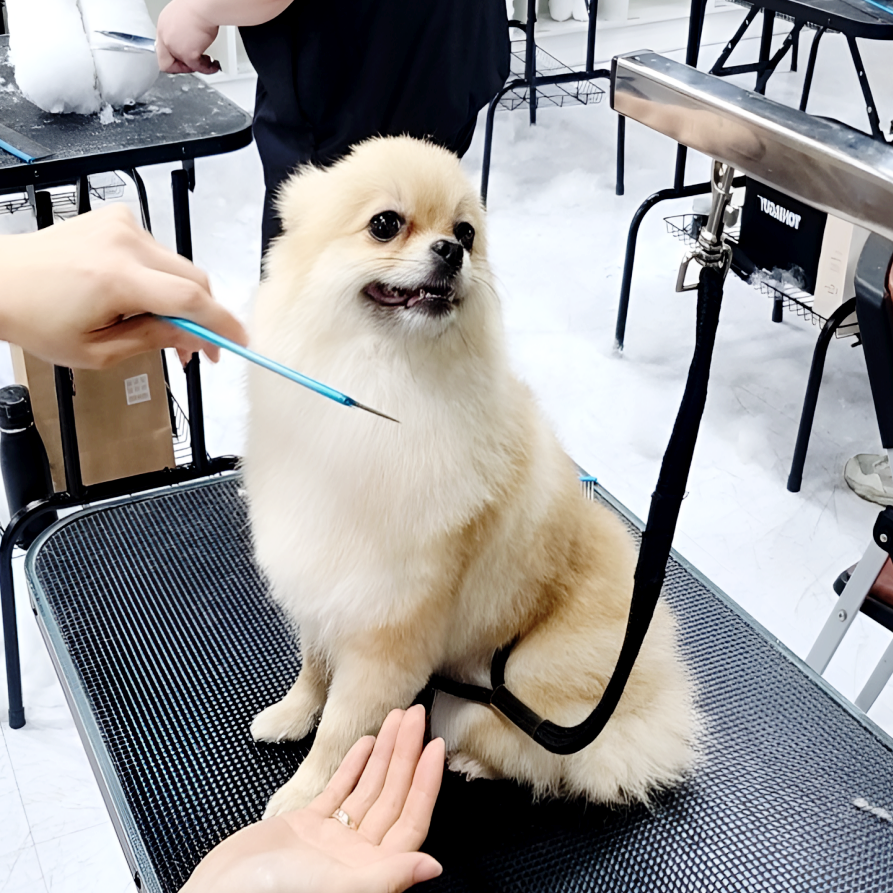 부산 강아지미용학원 국비지원 비용 비교 및 주말반 선택 가이드 — 사진 5