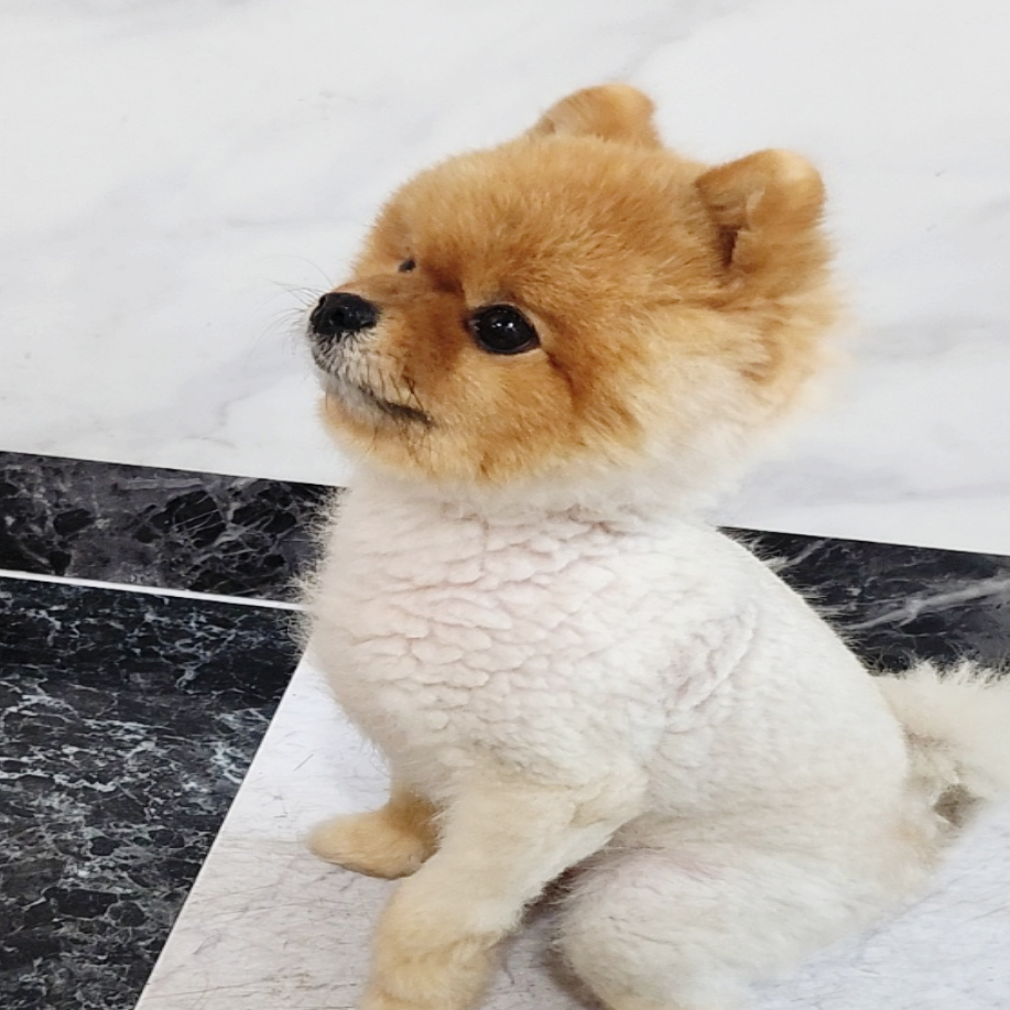 부산 강아지미용학원 국비지원 비용 비교 및 주말반 선택 가이드 — 사진 7