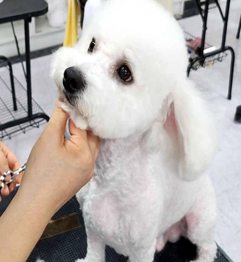 부산 강아지미용학원 국비지원 비용 비교 및 주말반 선택 가이드 — 사진 2