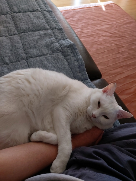 영통 고양이 만성 설사, 일리동물의료센터 트리코모나스 치료 후기