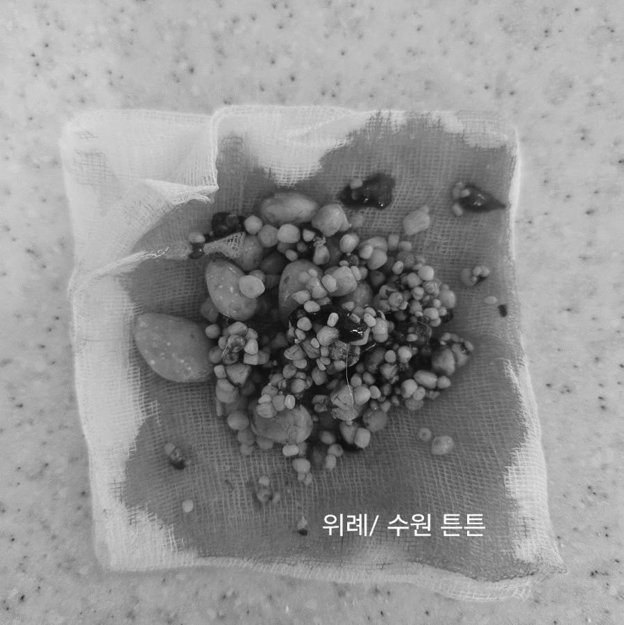 강아지 결석 수술 비용 및 후기: 위례 튼튼동물병원 — 사진 14