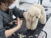 수원 강아지 미용 학원: 취업·창업 위한 실전 교육