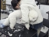 수원 강아지 미용 학원: 취업·창업 위한 실전 교육 — 사진 13