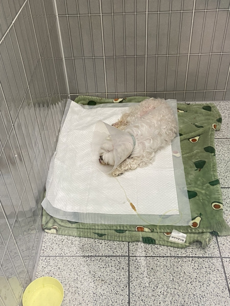 부산 강아지 암 수술 후 2년, 더휴동물의료센터 항암 치료 후기 — 사진 4