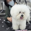 천호애견미용학원: 강동 초보자 자격증·취업·창업 완벽 대비 — 사진 8
