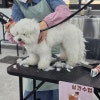 천호애견미용학원: 강동 초보자 자격증·취업·창업 완벽 대비 — 사진 3