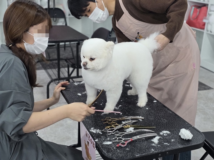 수원 강아지 미용 학원: 취업·창업 위한 실전 교육 — 사진 14