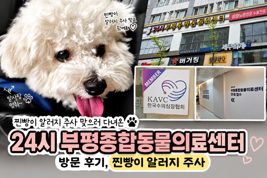 24시 부평종합동물의료센터 강아지 사이토포인트 주사 후기