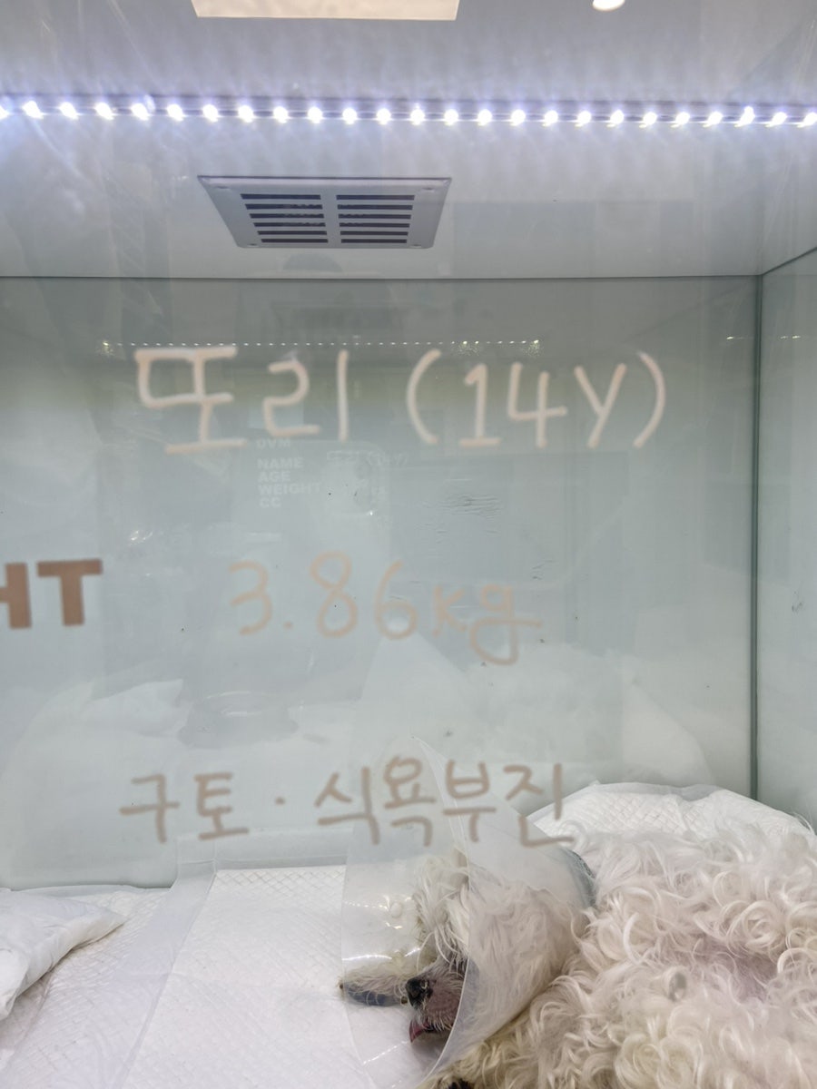 부산 강아지 암 수술 후 2년, 더휴동물의료센터 항암 치료 후기 — 사진 7