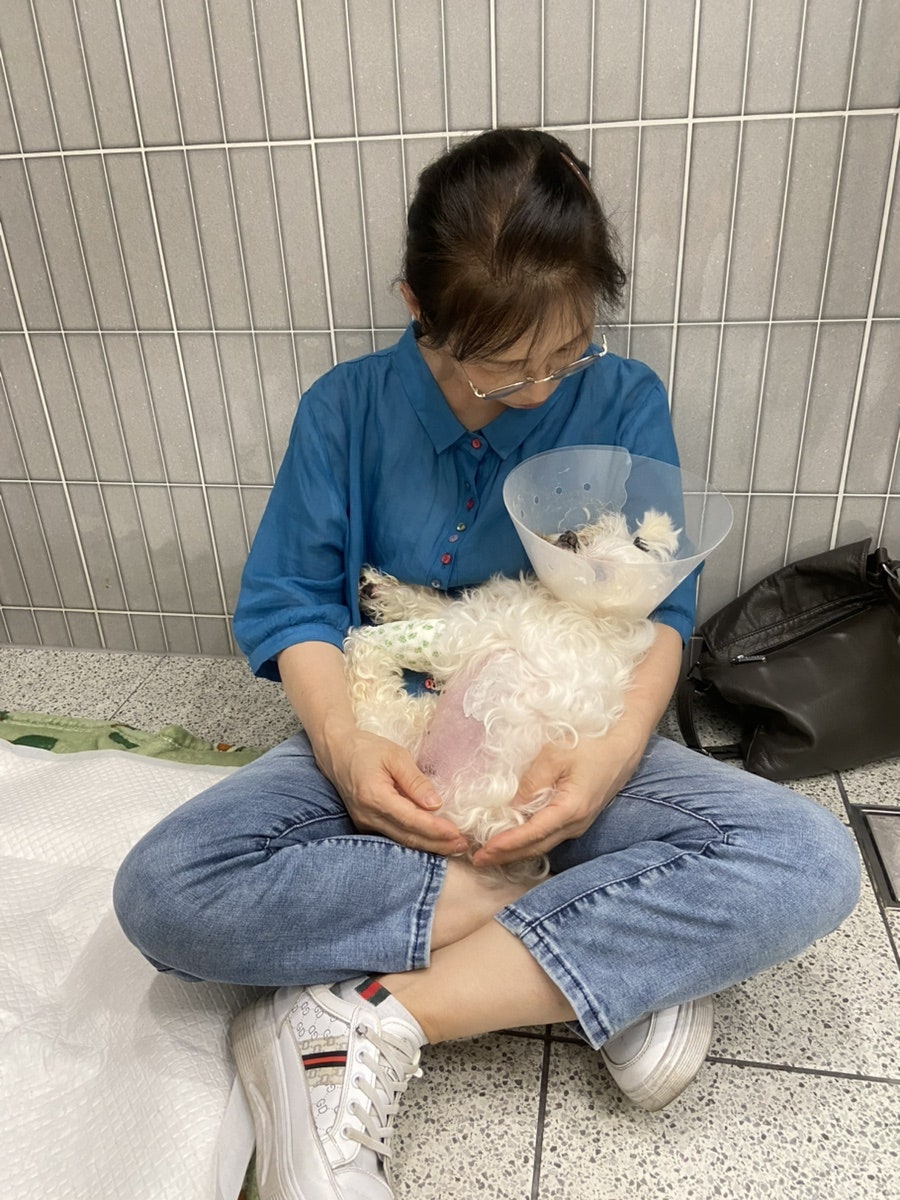 부산 강아지 암 수술 후 2년, 더휴동물의료센터 항암 치료 후기 — 사진 5