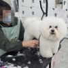 천호애견미용학원: 강동 초보자 자격증·취업·창업 완벽 대비 — 사진 7