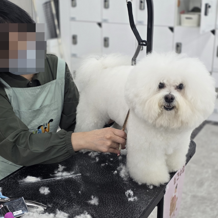 천호애견미용학원: 강동 초보자 자격증·취업·창업 완벽 대비 — 사진 7