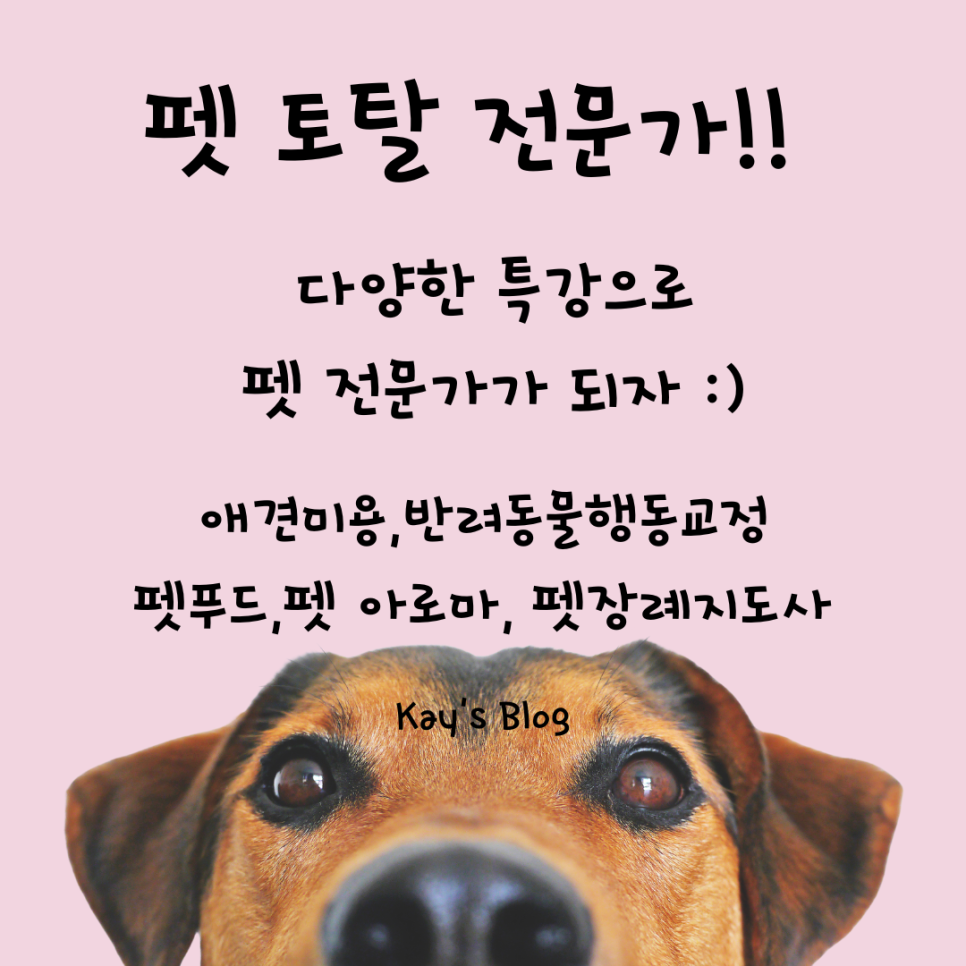 천호애견미용학원: 강동 초보자 자격증·취업·창업 완벽 대비 — 사진 13