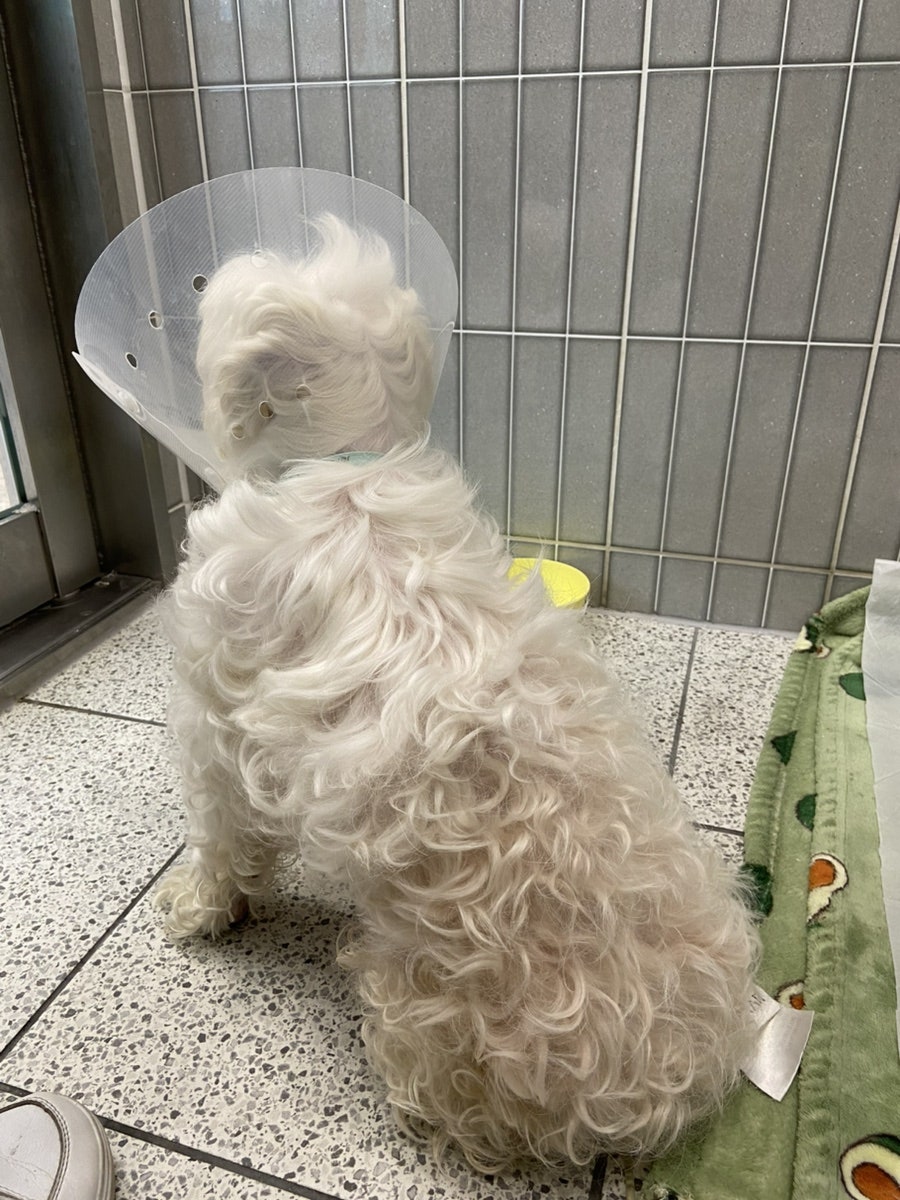 부산 강아지 암 수술 후 2년, 더휴동물의료센터 항암 치료 후기 — 사진 3