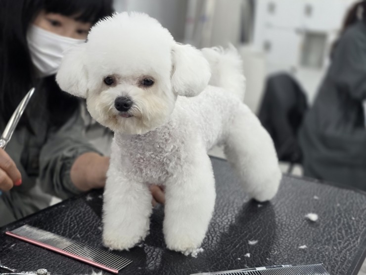 수원 강아지 미용 학원: 취업·창업 위한 실전 교육 — 사진 2