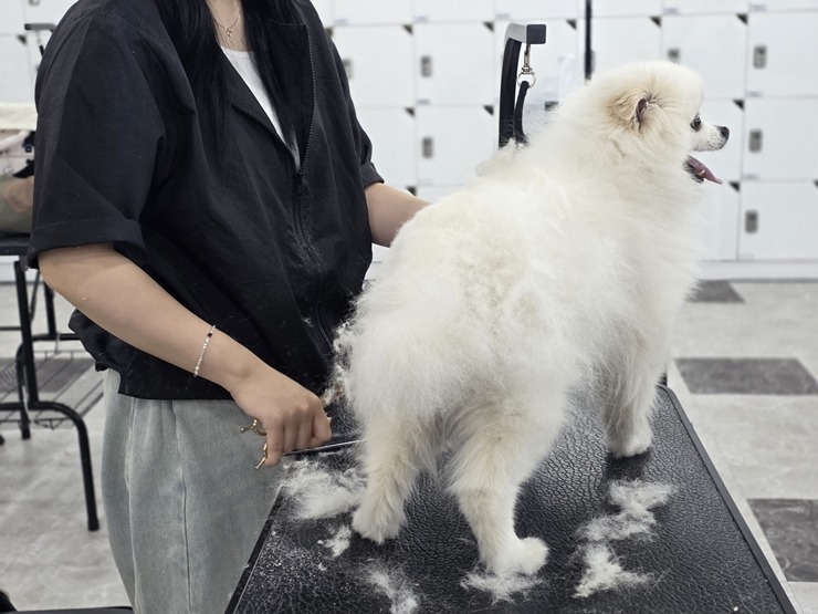 수원 강아지 미용 학원: 취업·창업 위한 실전 교육 — 사진 8