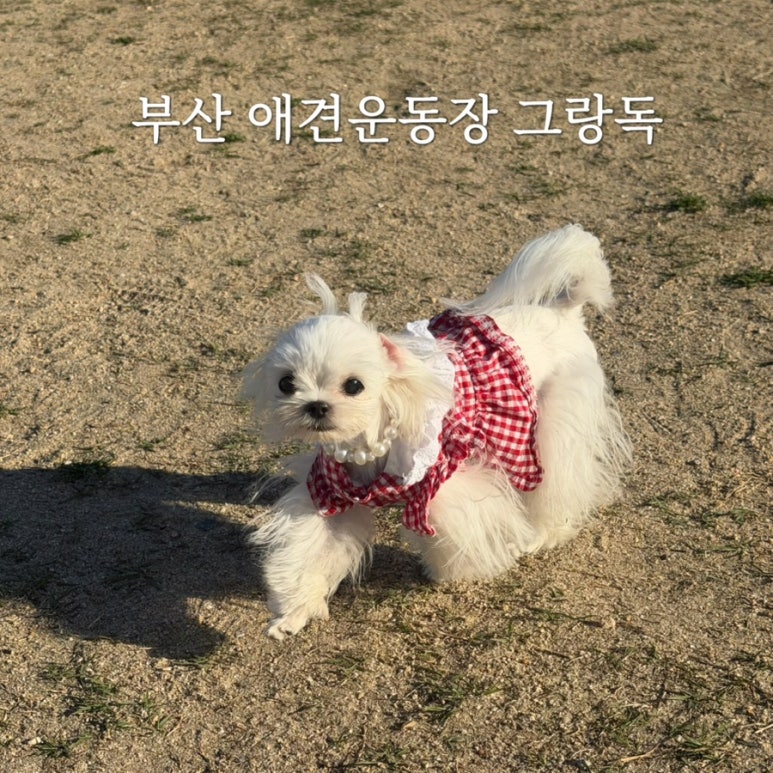 강아지 부산 그랑독 애견카페, 3000평 야외 운동장 방문 후기