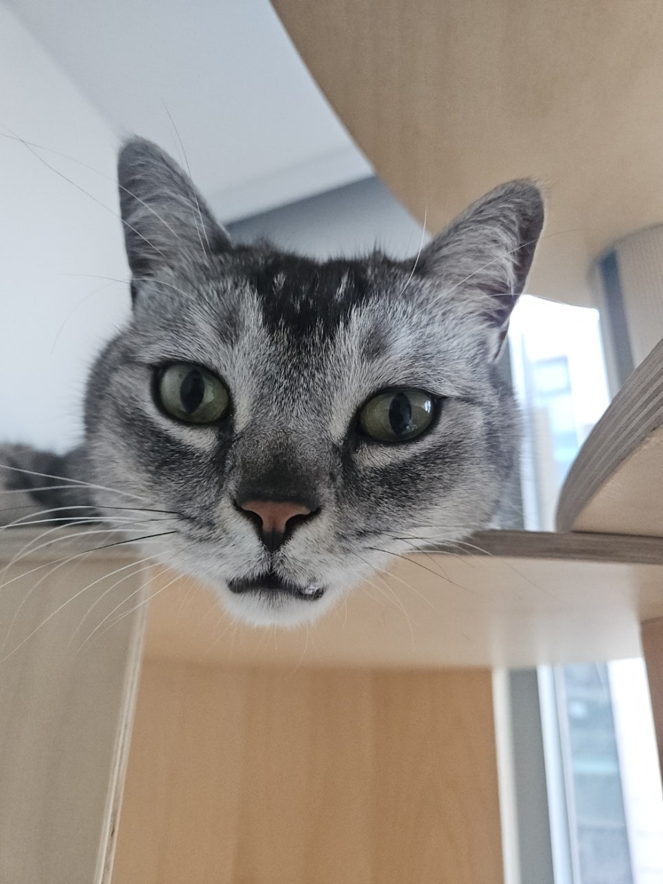 동작 고양이 호텔링 후기: 집보다 편안한 캣치유