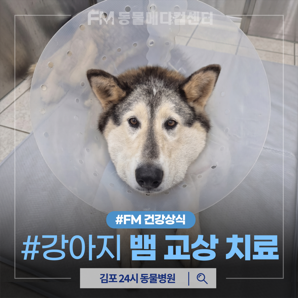 12세 대형견 뱀 물림, 항독소 투여 후 극적 회복 후기