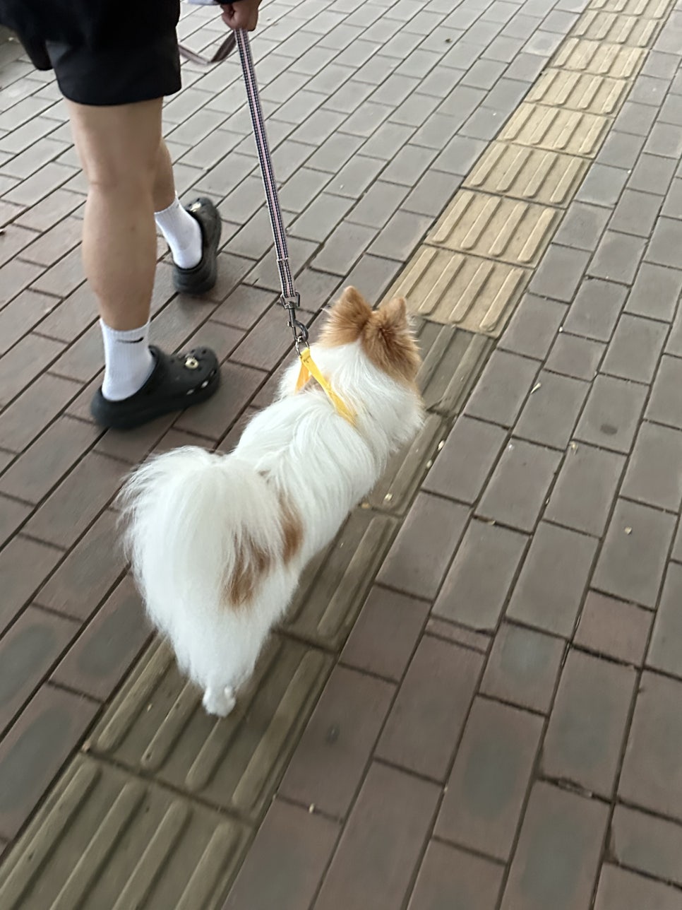 송파 블루워크 반려견 산책 훈련 후기 — 사진 13