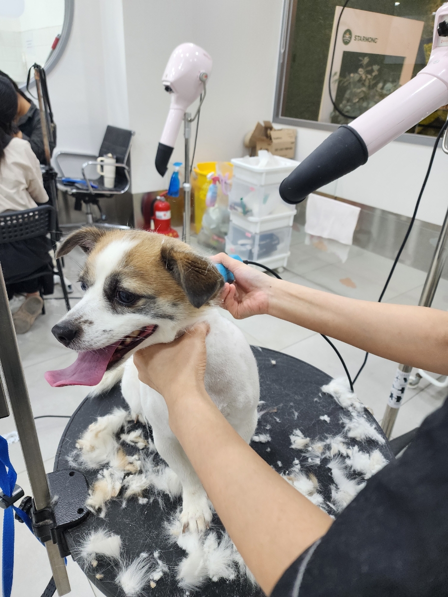 강남 애견미용 스타몽, 스파와 함께 만족스러운 관리 — 사진 7