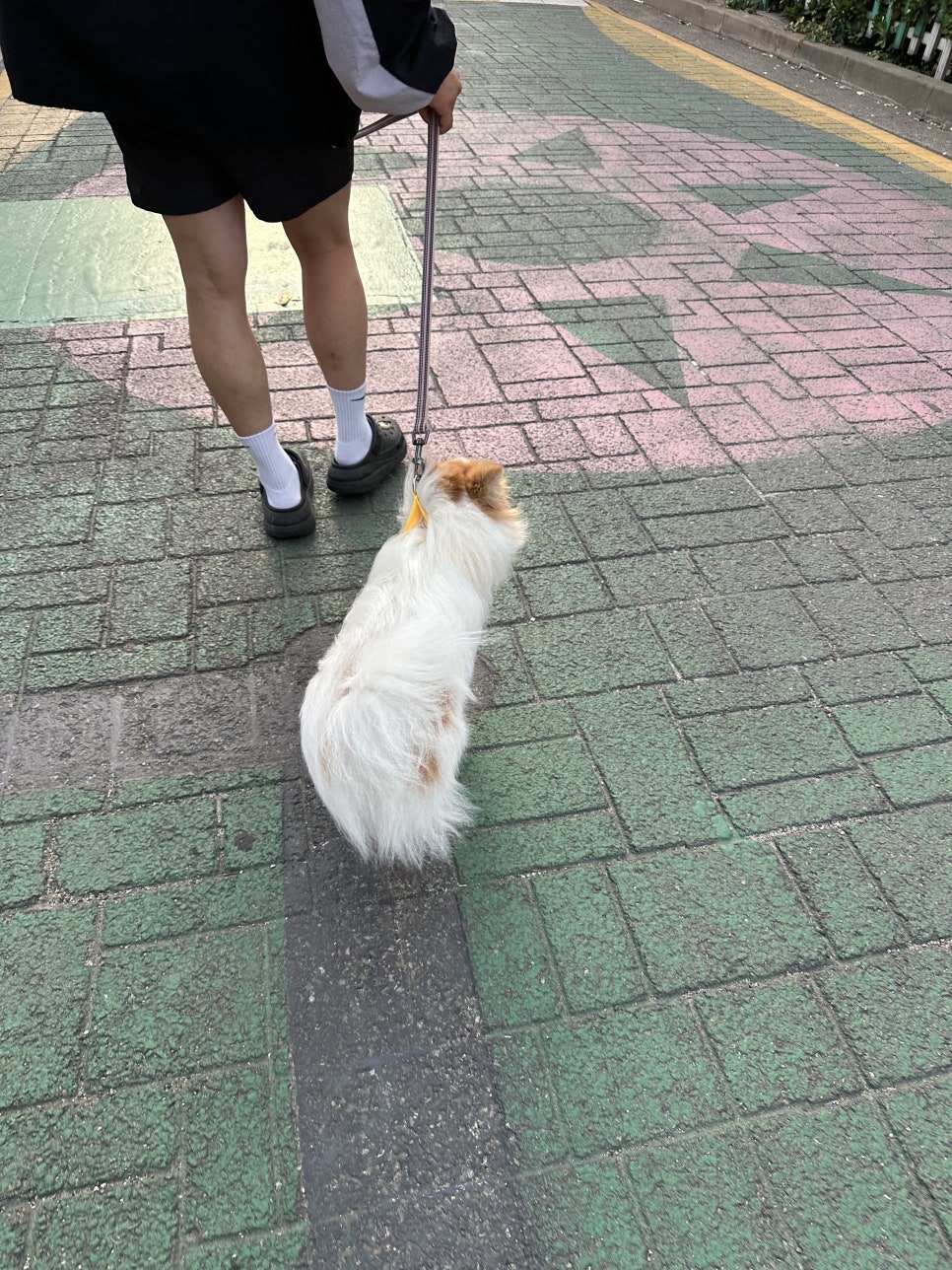 송파 블루워크 반려견 산책 훈련 후기 — 사진 12