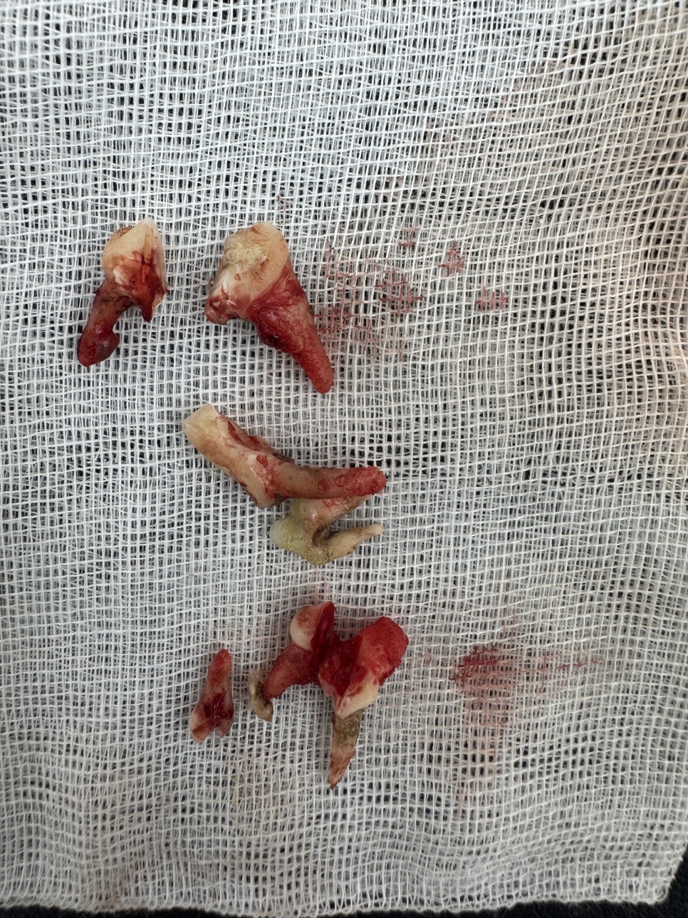 위례 강아지 스케일링 및 발치, 노령견 안전 치료 후기 — 사진 16