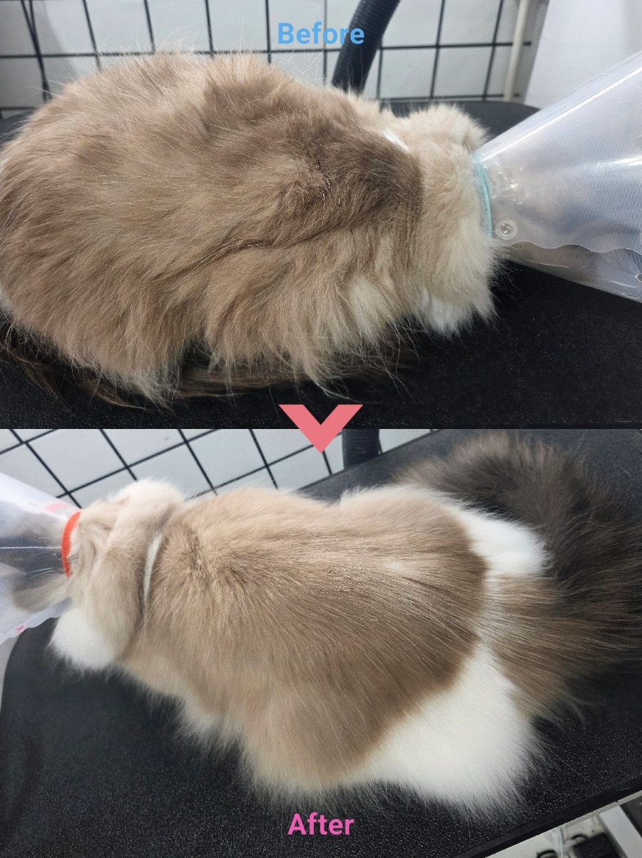 미사 고양이 무마취 미용: 랙돌 털 관리 후기 — 사진 2