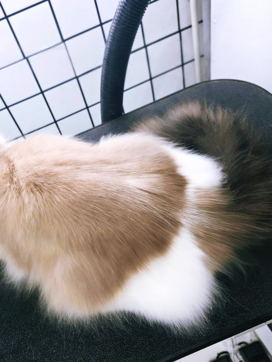 미사 고양이 무마취 미용: 랙돌 털 관리 후기 — 사진 4
