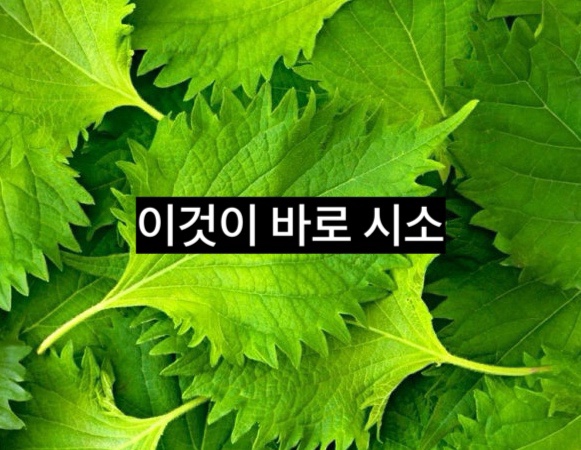 기록 사진 8