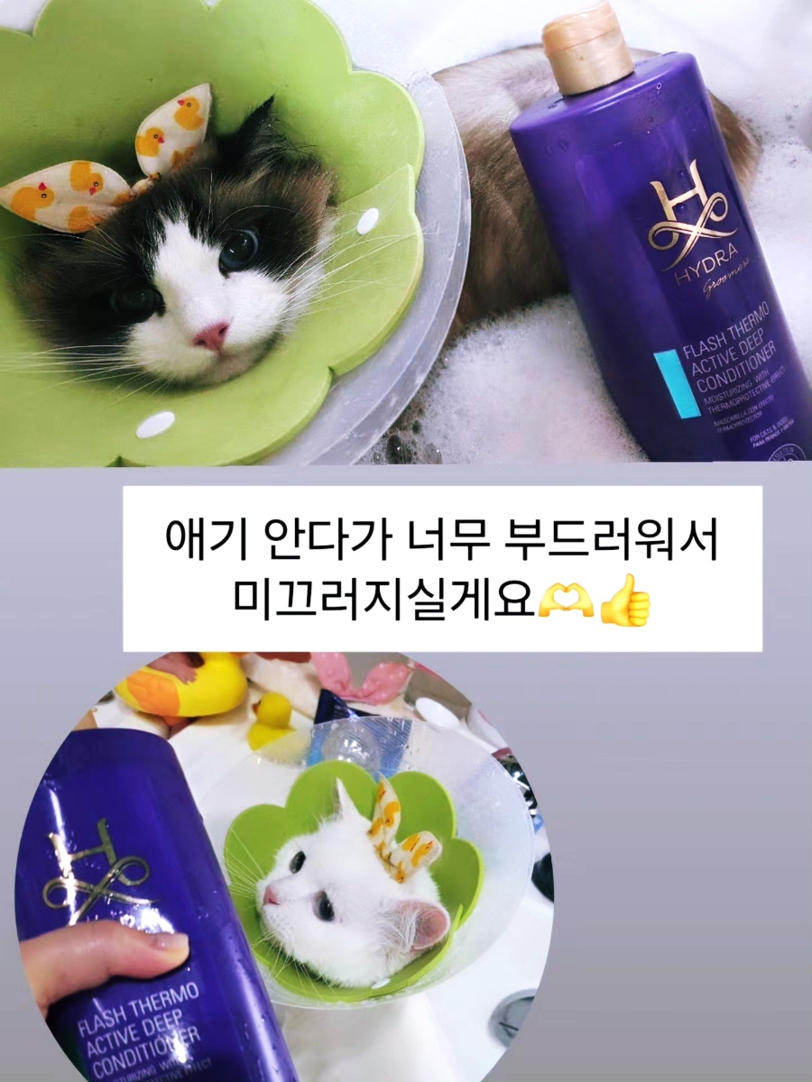 미사 고양이 무마취 미용: 랙돌 털 관리 후기 — 사진 3