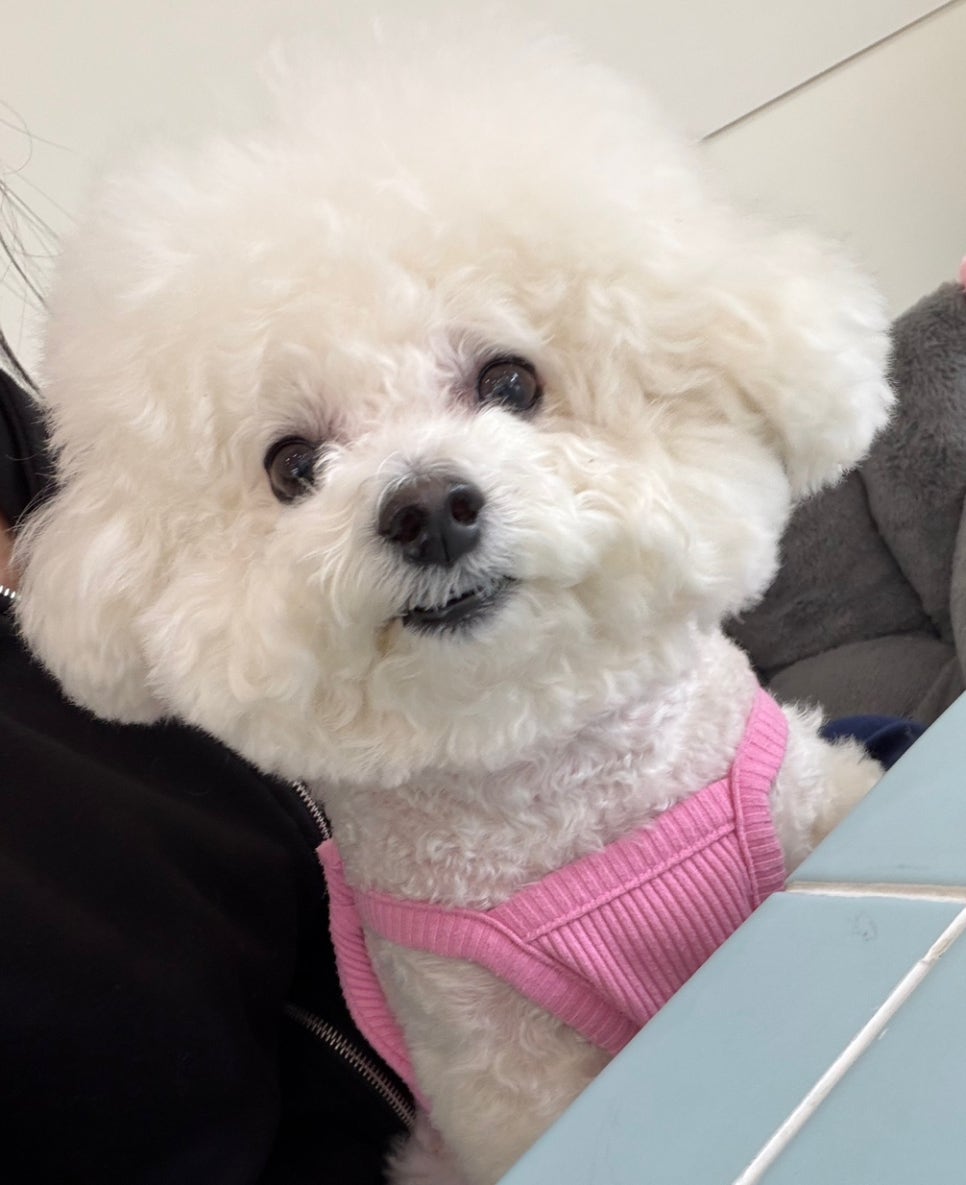 인천 송도 호랑이 동물병원 강아지 프리미엄 건강검진 후기