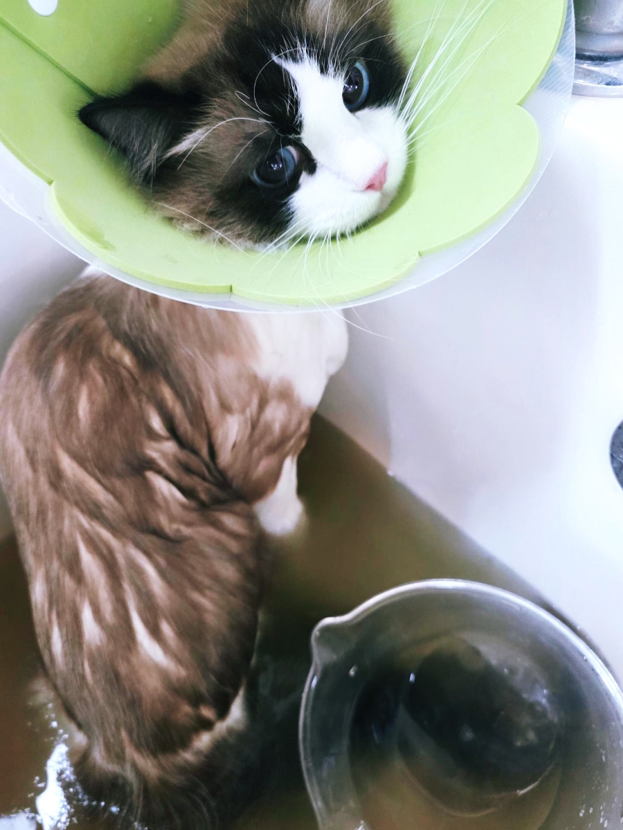 미사 고양이 무마취 미용: 랙돌 털 관리 후기