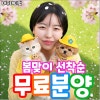 대구 고양이 분양 후기: 스코티쉬폴드 입양 정보