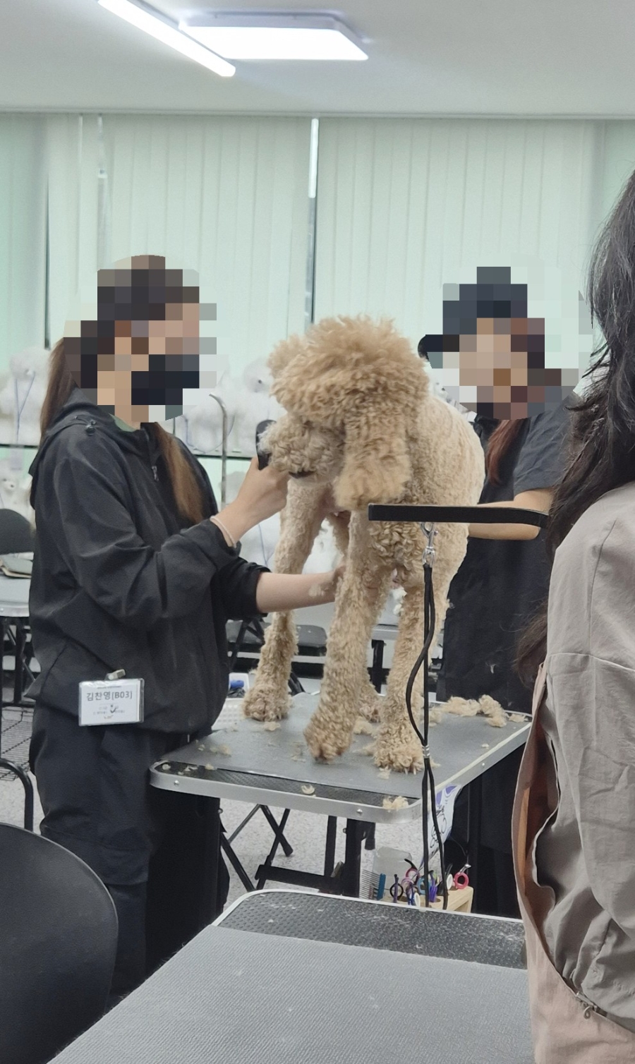 송도 애견미용학원, 실습 환경 직접 보고 결정한 후기 — 사진 11
