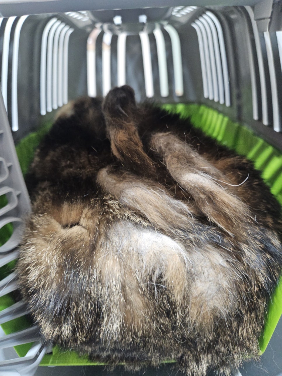 스코티시폴드 고양이 무마취 미용 후기 — 사진 5
