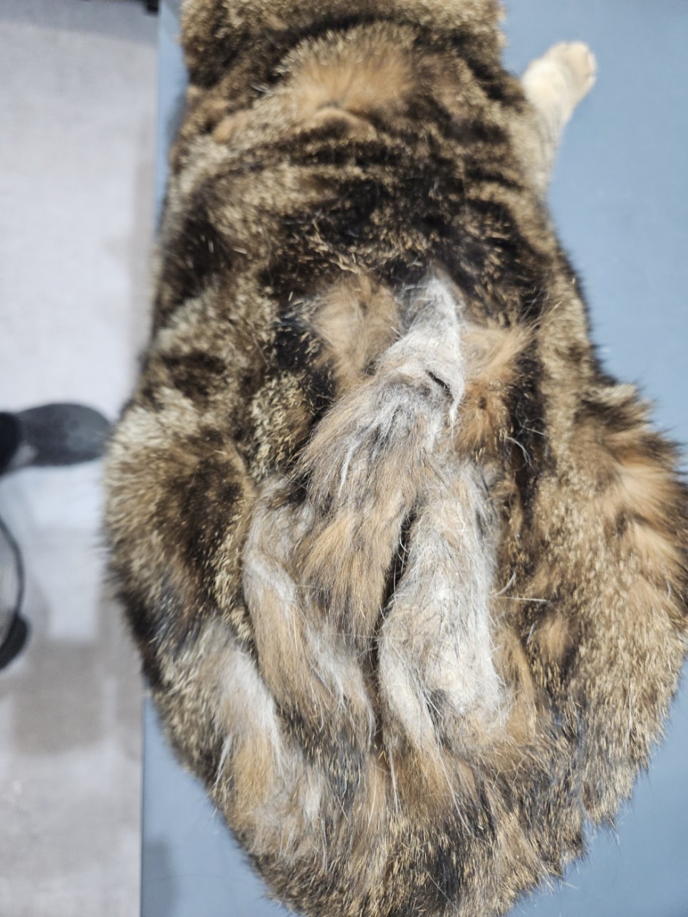 스코티시폴드 고양이 무마취 미용 후기 — 사진 3