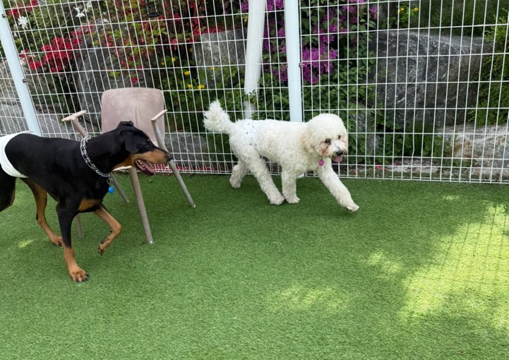 강아지 김포 중대형견 전용 애견카페 DOG-ING 방문 후기