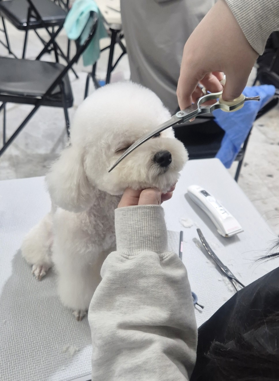송도 애견미용학원, 실습 환경 직접 보고 결정한 후기 — 사진 8