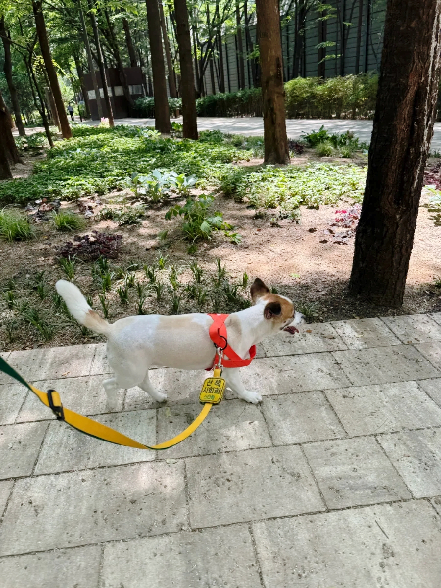 강남 애견호텔 스타몽, 사회성 훈련과 미용까지 한번에 — 사진 16