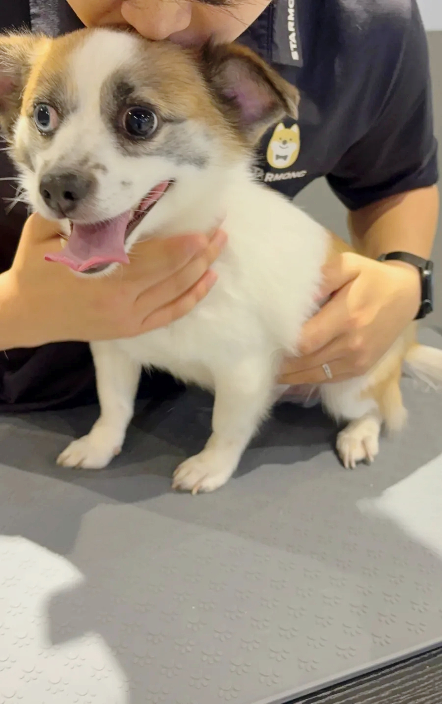 강남 애견호텔 스타몽, 사회성 훈련과 미용까지 한번에 — 사진 20