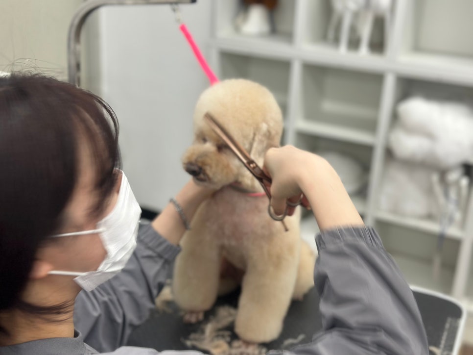 서초 애견미용학원: 창업·취업 연계 커리큘럼 완벽 분석 — 사진 2