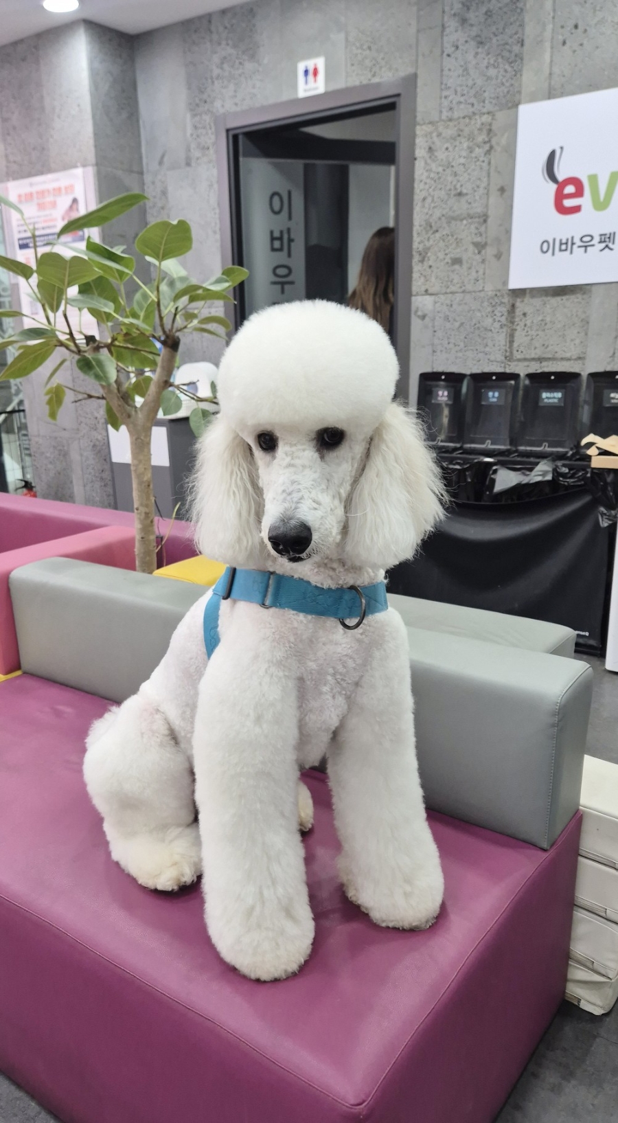 송도 애견미용학원, 실습 환경 직접 보고 결정한 후기