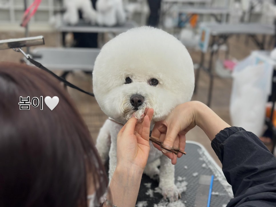 서초 애견미용학원: 창업·취업 연계 커리큘럼 완벽 분석 — 사진 9